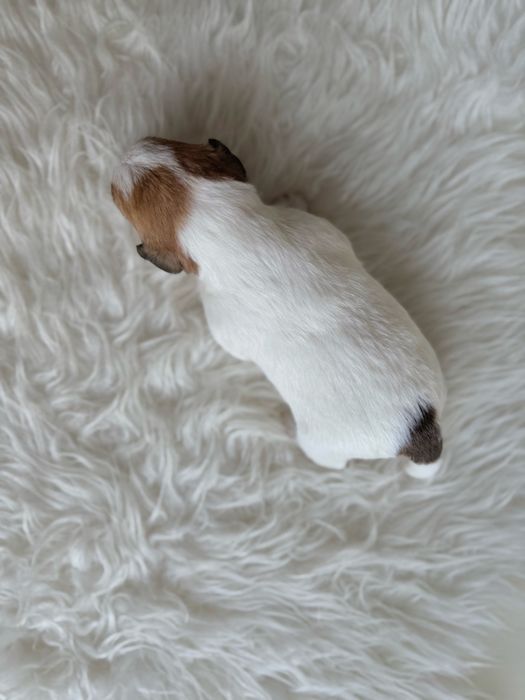Jack Russell Terrier - piesek z rodowodem FCI