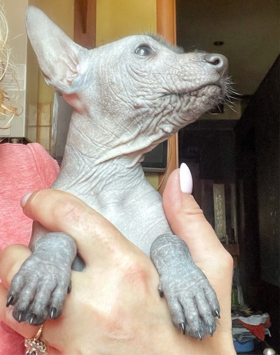 маленькая дочка  без трусов Ксолоитцкуинтли мини. Девочка голая: 1 300 € - Собаки Харьков на Olx