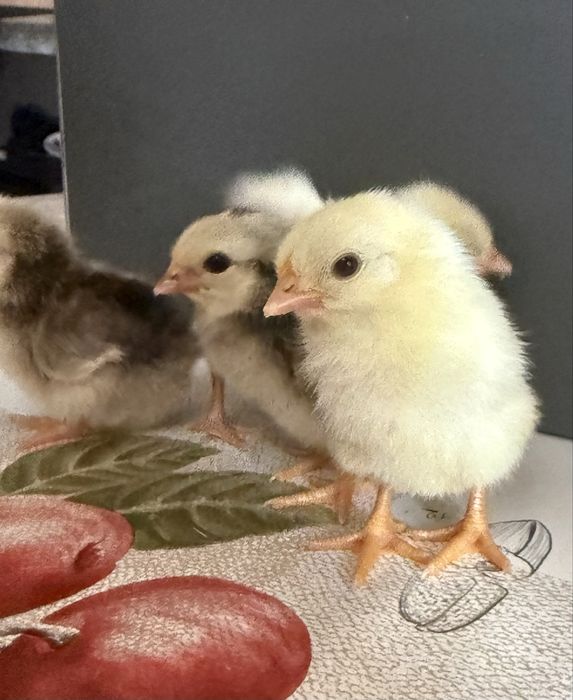 Vendo 4 pintos Serama (não puros)