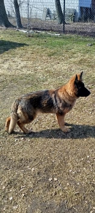 Owczarek niemiecki suka