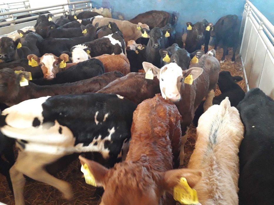 Cielaki Byczki, Jałówki Mięsne, mix ras Cielęta dowóz, raty