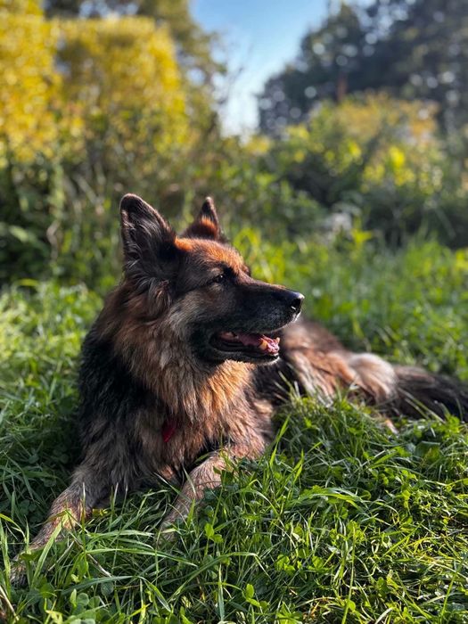 Sunia do Adopcji