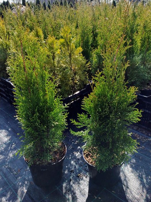 Tuja SZMARAGD 280-300 cm TUJE kopane z gruntu i w doniczkach