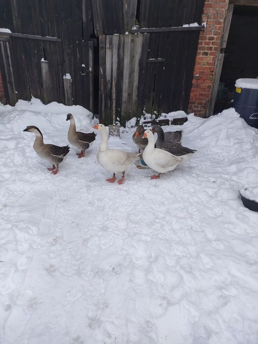 Sprzedam gęsi gajora