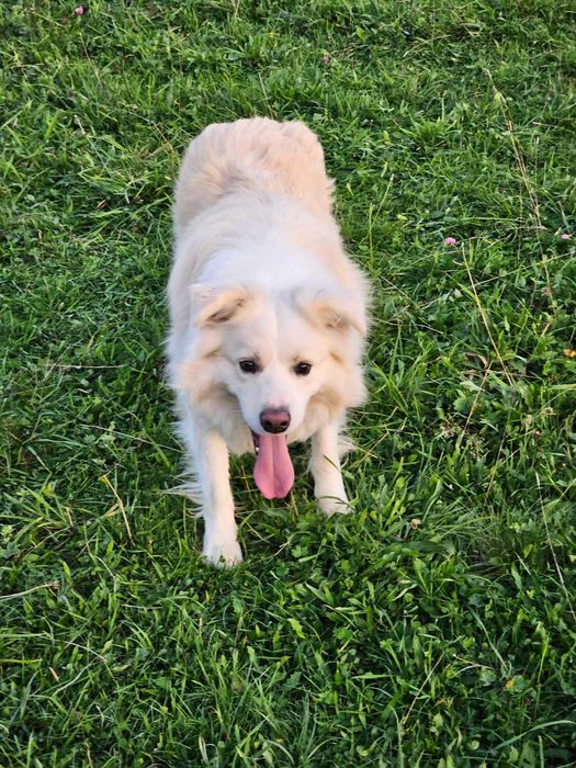 border collie blue merle FCI do dogoterapii