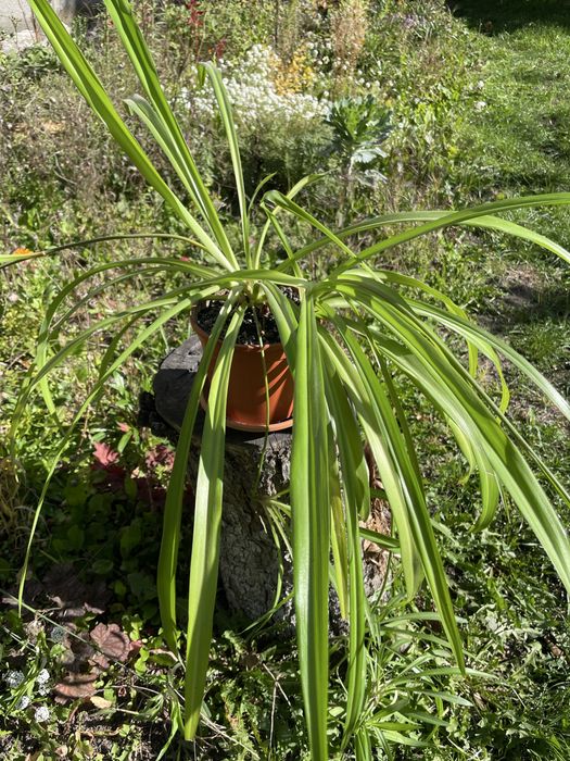 Хлорофітум чубатий (Chlorophytum comosum)