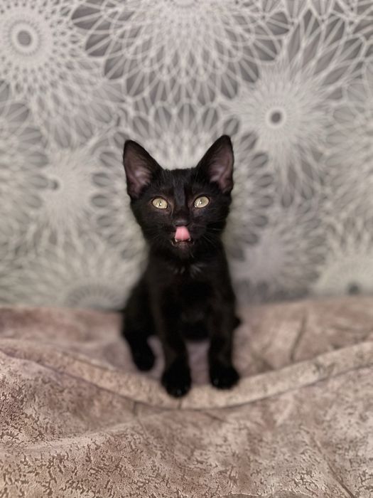 В добрые ручки , чудесный мальчишка