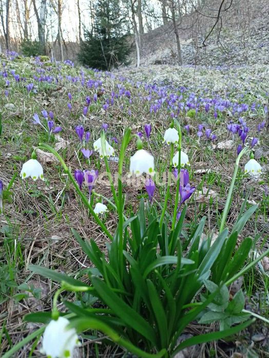 Продається земельна ділянка в місті Хуст