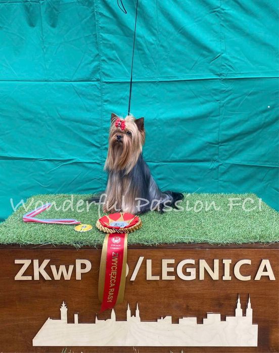 York Odchowany piesek po Championie PL, yorkshire terrier, pies ZKwP,  FCI