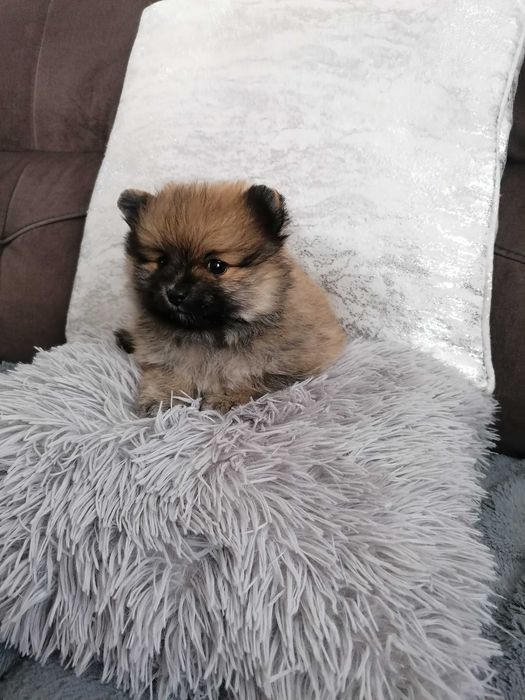 Szpic Miniaturowy Pomeranian chłopczyk z RODOWODEM