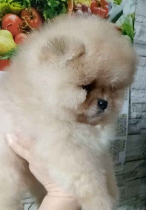 Хлопчик хом'ячок