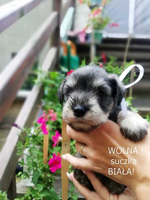 Sznaucer miniaturowy SUCZKA PIEPRZ-SÓL przepiękna!