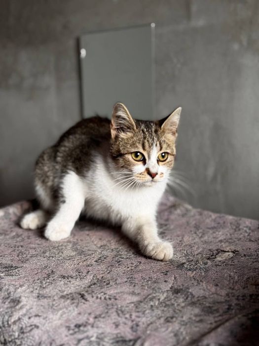 Котята котики отдам котенок подросток  девочка