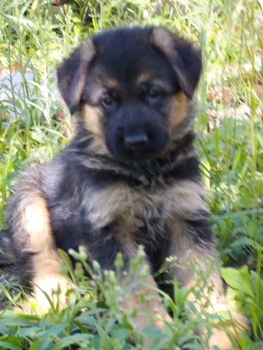 Cachorro Pastor Alemão.
