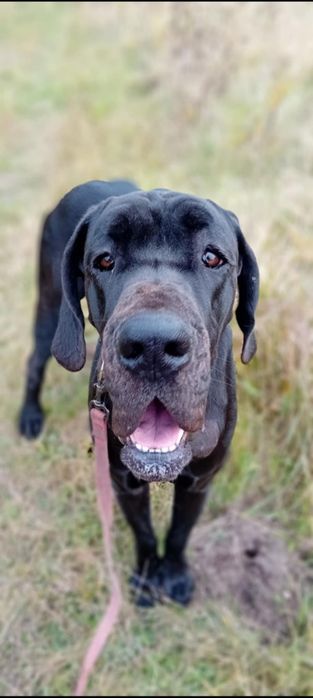 Dog niemiecki suczka