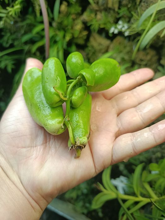 Дисхідія Dischidia major