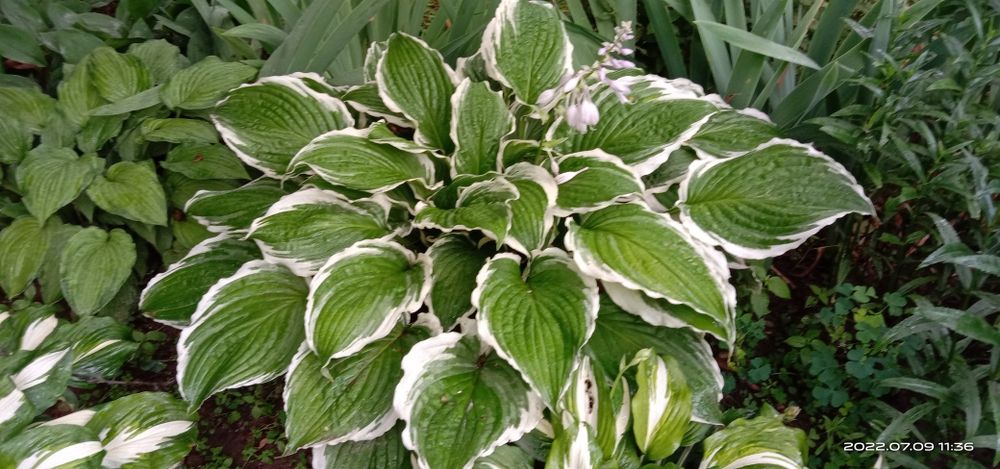 Хосты 4х видов, бересклет, японская ива Хакуро Нишики.