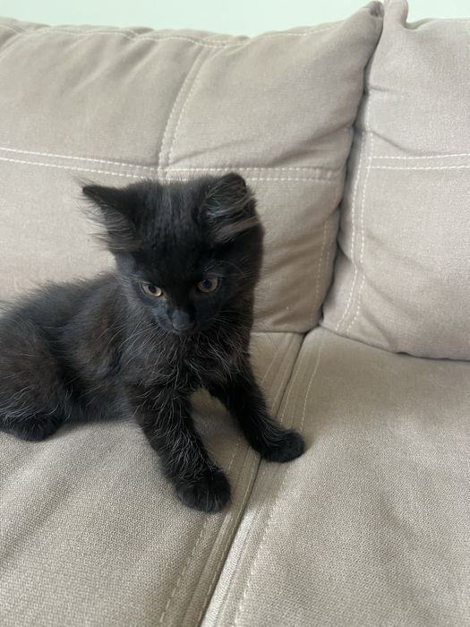 Віддам двох котенят