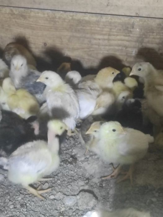 Продаю домашні підрощені  курчата