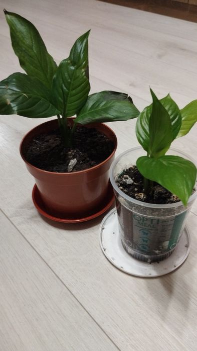 Спатифілум Волліса