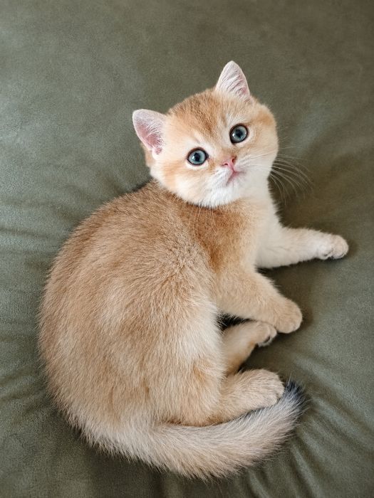 Кошеня шотландська золота шиншила