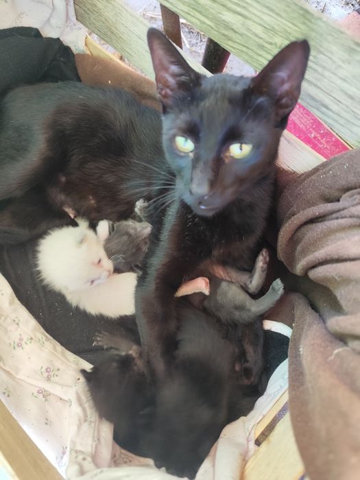 Doação de mãe ou gatos recém nascidos