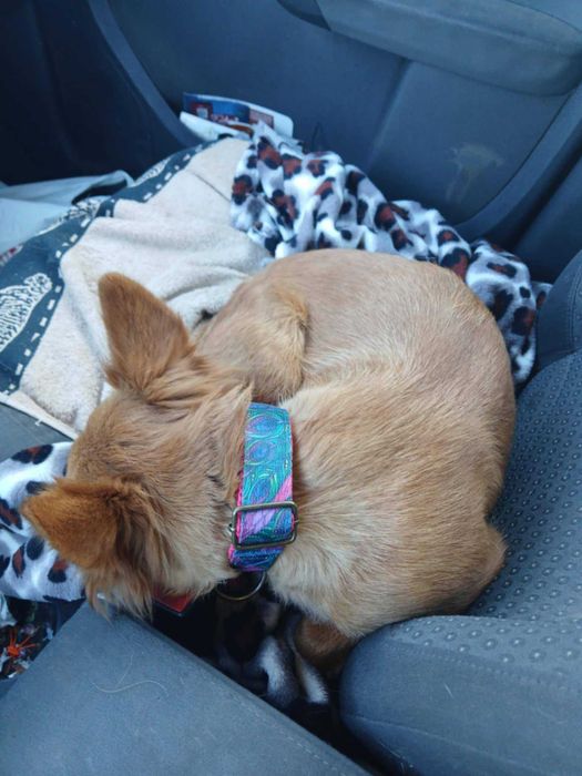 Lalka- przecudna, mała psia piękność do adopcji.