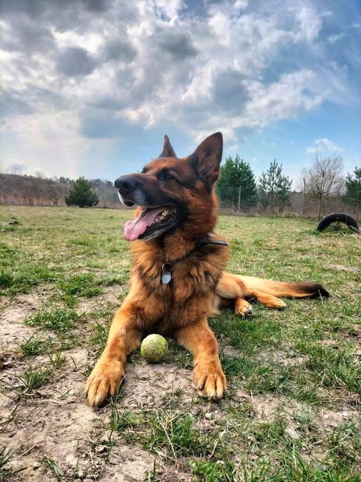 Alex szuka pilnie domu !