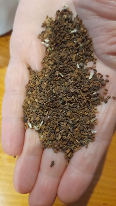 Facelia błękitna