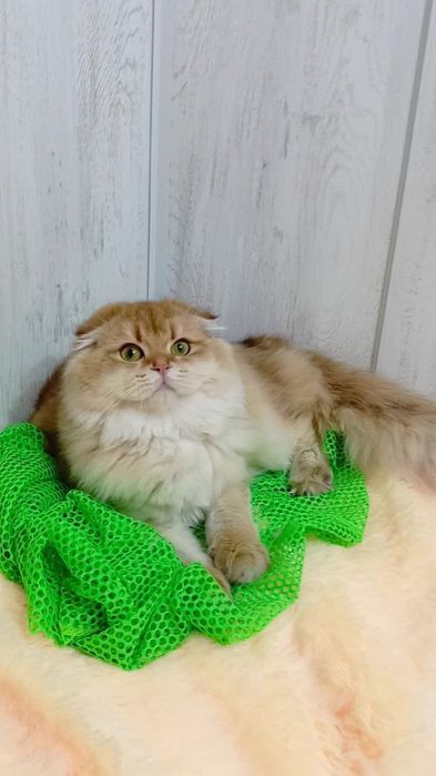 Неймовірна красунечка золота шиншила шотландська висловуха дівчинка