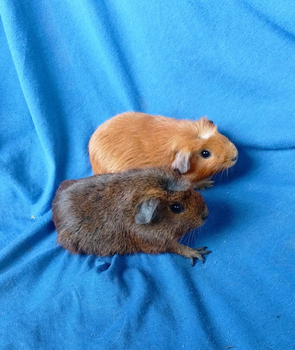 Питомник морских свинок