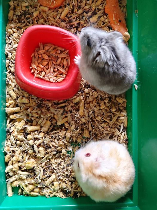 Джунгарский хомяк