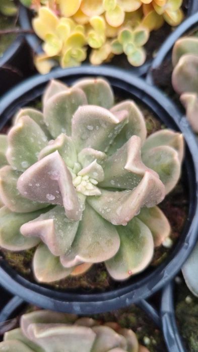 Suculentas com grande variedade