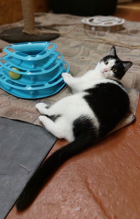 Дніпро. Киця шукає сім'ю.