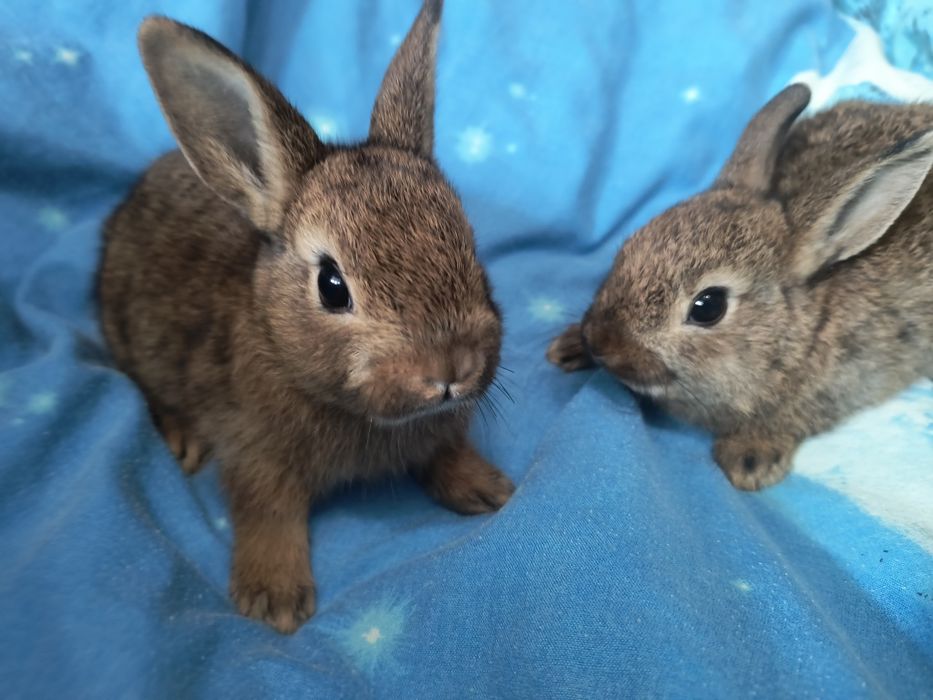 Кролик Мини и Карликовий