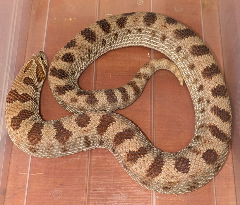 Heterodon zachodni conda het albino