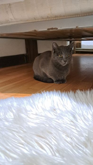 Сіренький котик Кекс шукає дім