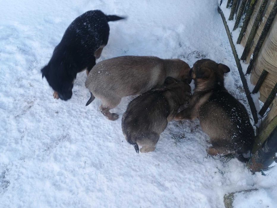 Szczeniaki szukaja dobrych domow