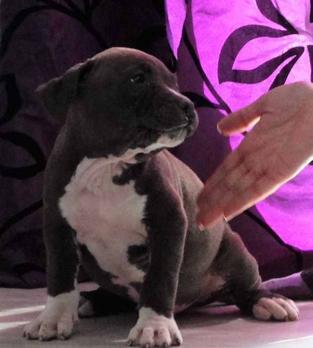 American pitbull Fêmea