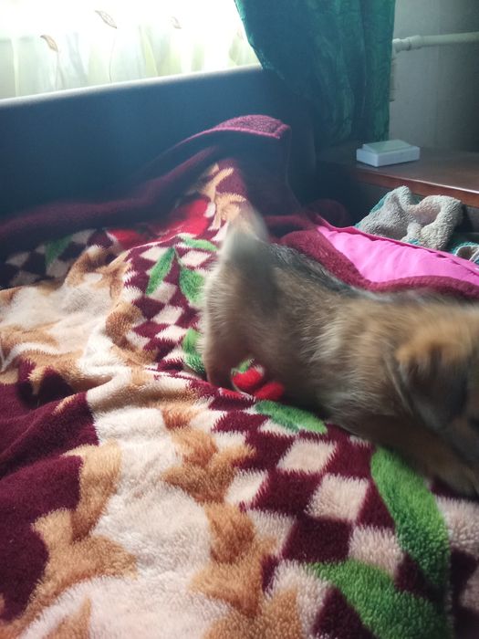 Продаються собачки