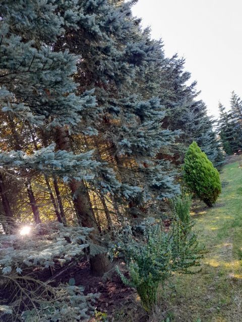 Sprzedam drzewo na pniu