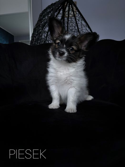 Spaniel kontynentalny miniaturowy Papillon Zkwp/FCI