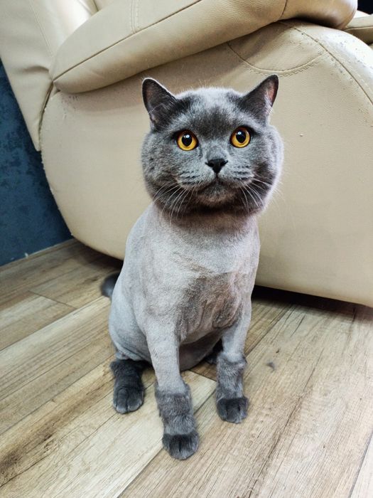 Стрижка котиків, грумінг котів Крюківщина, Вишневе,Білогородка