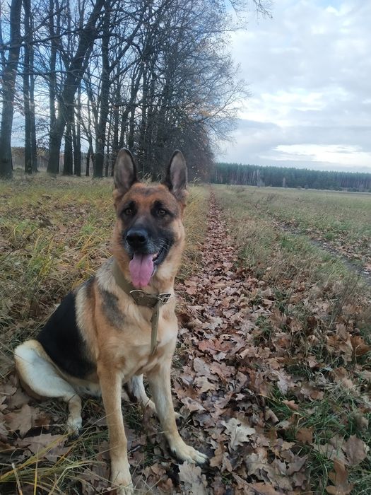 Віддам цуценят німецької вівчарки