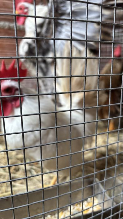 Galinhos serana só machos