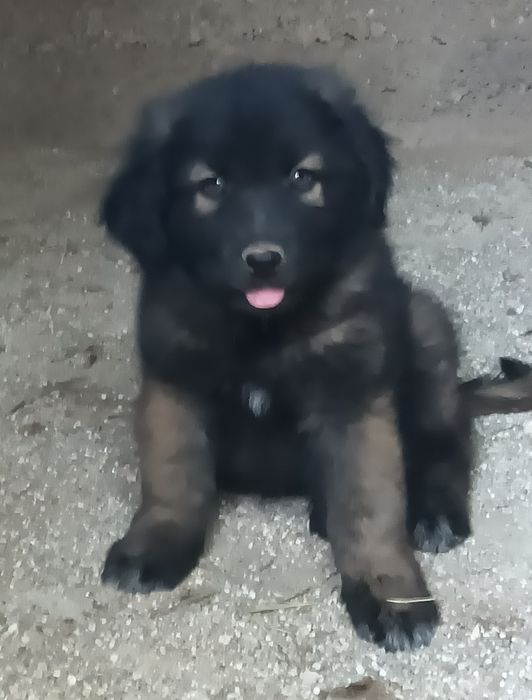 Cachorro serra da estrela