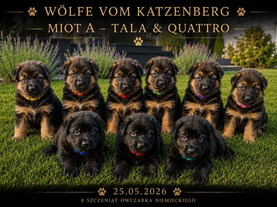Owczarek niemiecki szczeniak czarny suczka/pies  miot na licencji KÖRUNG Niemieckie krycie rodowód  FCI odbiór po 20 Lipca Wölfe Vom Katzenberg