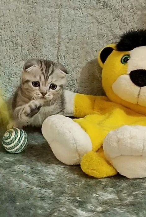 Шотландские котолапки