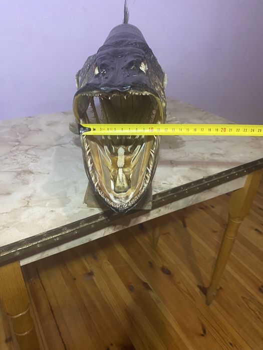 Чучело трофейної щуки