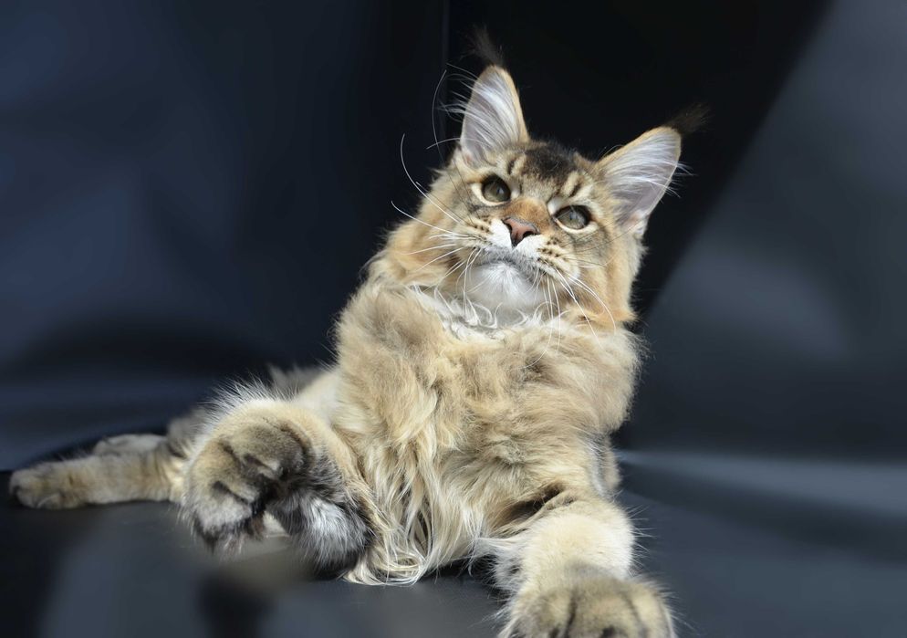 Мейн кун  . Мальчик Romeo 5 мес.